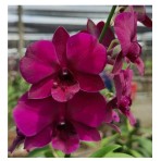 Dendrobium Simin Red